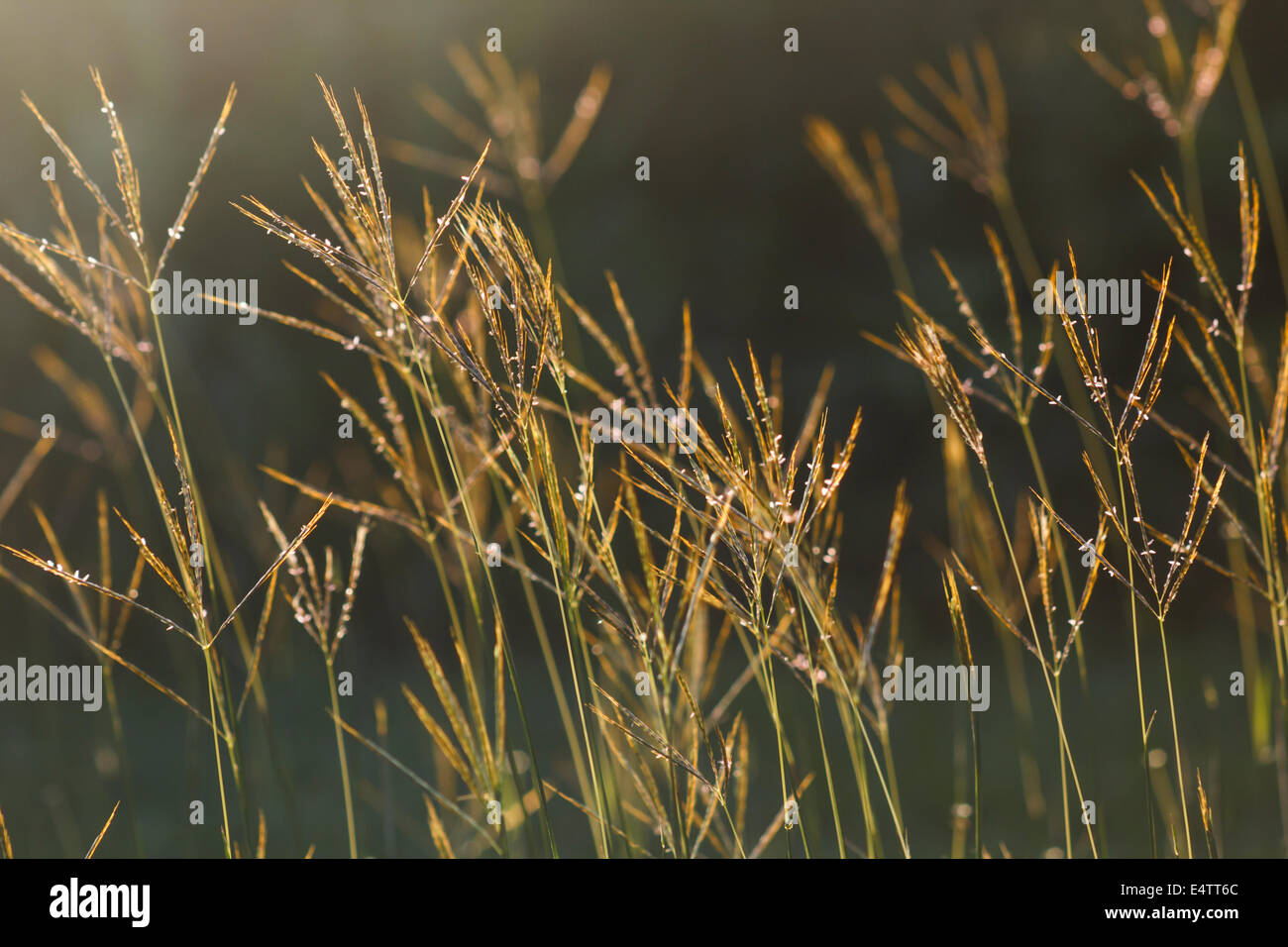Chloris panicules à l'heure d'or Banque D'Images