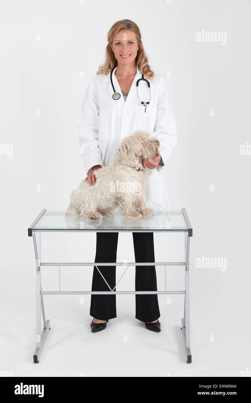 Le traitement vétérinaire chien femelle Banque D'Images