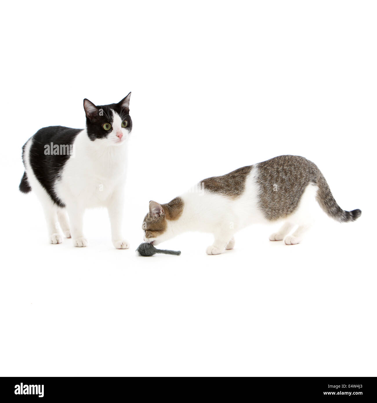 Deux chats jouant avec une souris jouet Banque D'Images
