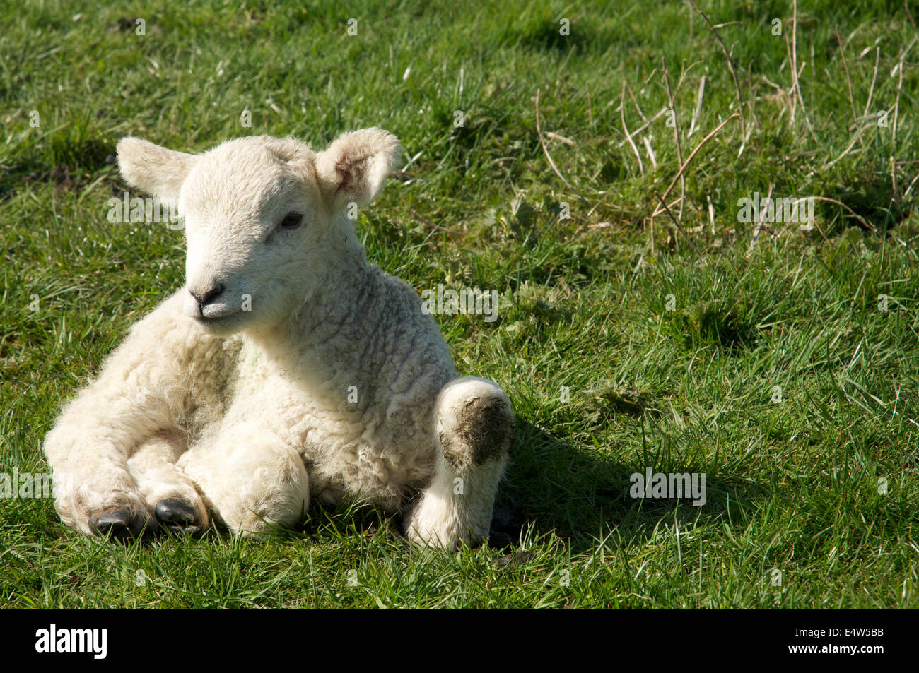 Photographie d'un agneau de printemps, abandonnées sur le sol Banque D'Images