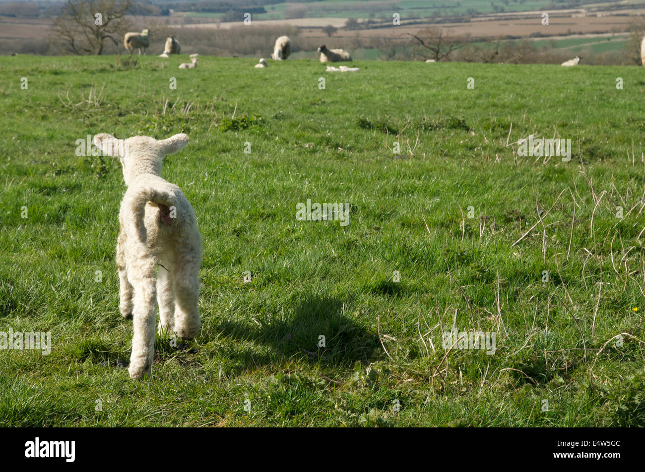 Photographie d'un agneau de printemps, avec sa mère Banque D'Images