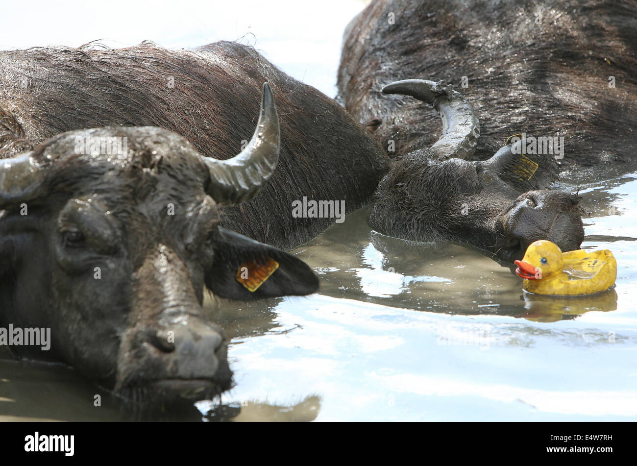 Son en Breugel, Pays-Bas. 16 juillet, 2014. Non seulement les cochons aiment la boue. Le buffle d'eau 27 de l'Stoerderij dans la ville hollandaise Son en Breugel sont amateurs de plongée dans le bourbier du bison farm. Comme la température monte en flèche, les animaux se rafraîchir en masse. Les jours de chaleur, ils sont juste rester dans l'eau. Pour eux de fournir quelques distractions, propriétaire Arjan Swinkels a maintenant un canard en plastique ajouté à l'étang de boue. Pour les bêtes difficiles une raison supplémentaire d'aller se baigner. La boue fournit également après le séchage pour un faisceau agréable contre de nombreux insectes piqueurs. Dpa : Crédit photo alliance/Alamy Live News Banque D'Images