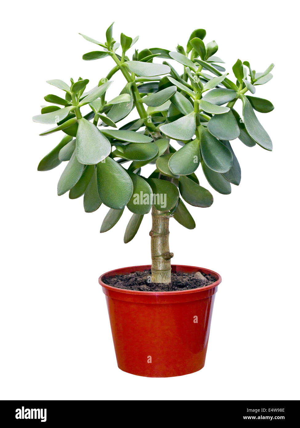 Crassula plante en pot rouge Banque D'Images