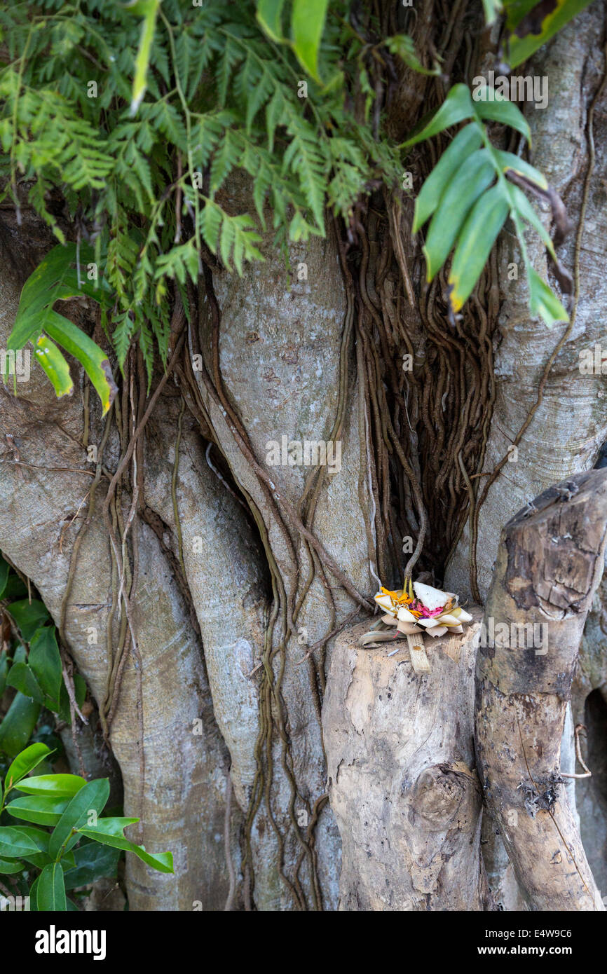 Bali, Indonésie. Offrande religieuse (Canang) placé dans un arbre Ficus, en face du Temple Pura Dalem. Blungbang Dlod Village. Banque D'Images