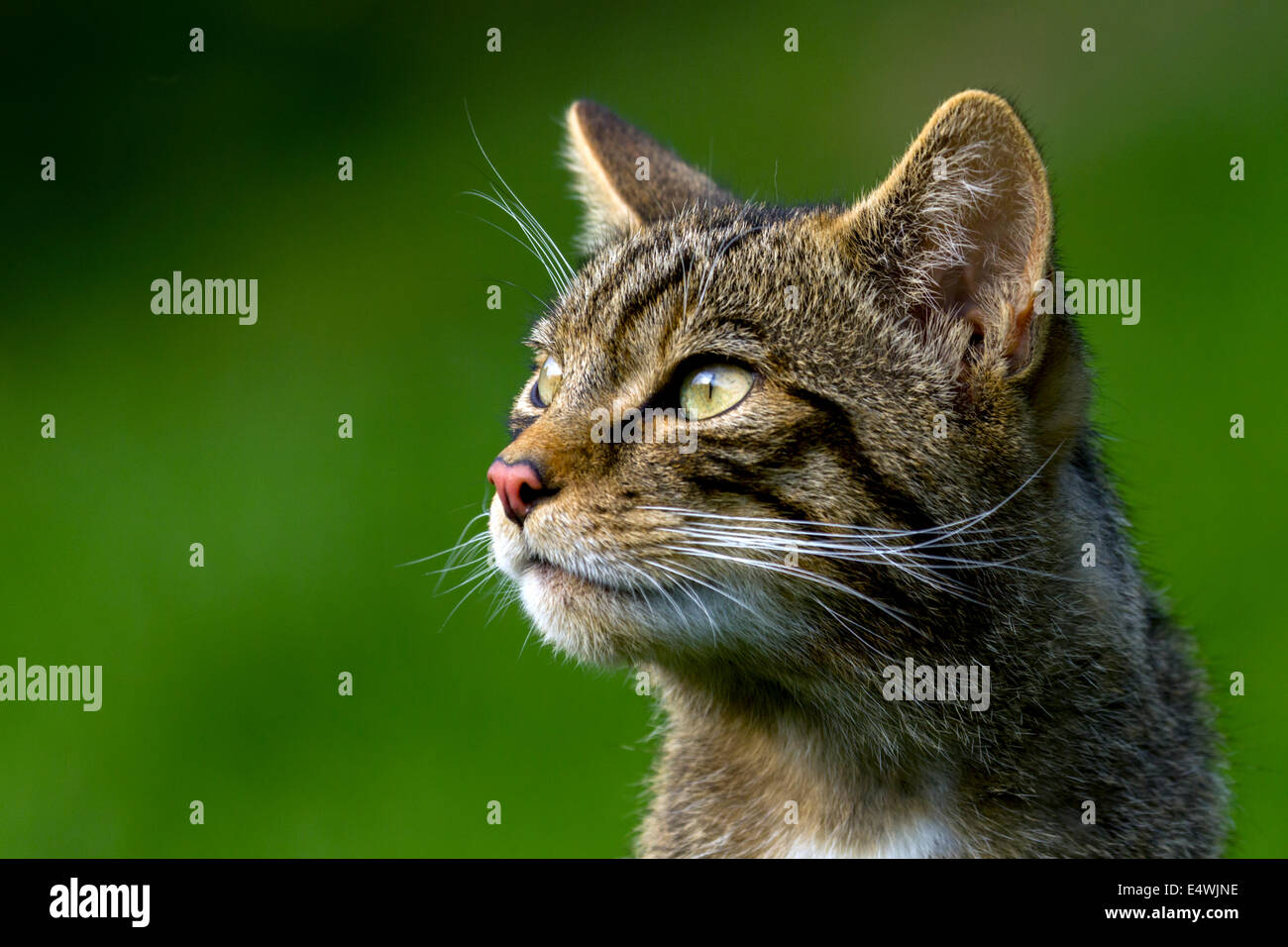 Scottish wildcat (Felis silvestris silvestris) : un petit chat menacées d'extinction, avec seulement environ 100 à l'état sauvage Banque D'Images
