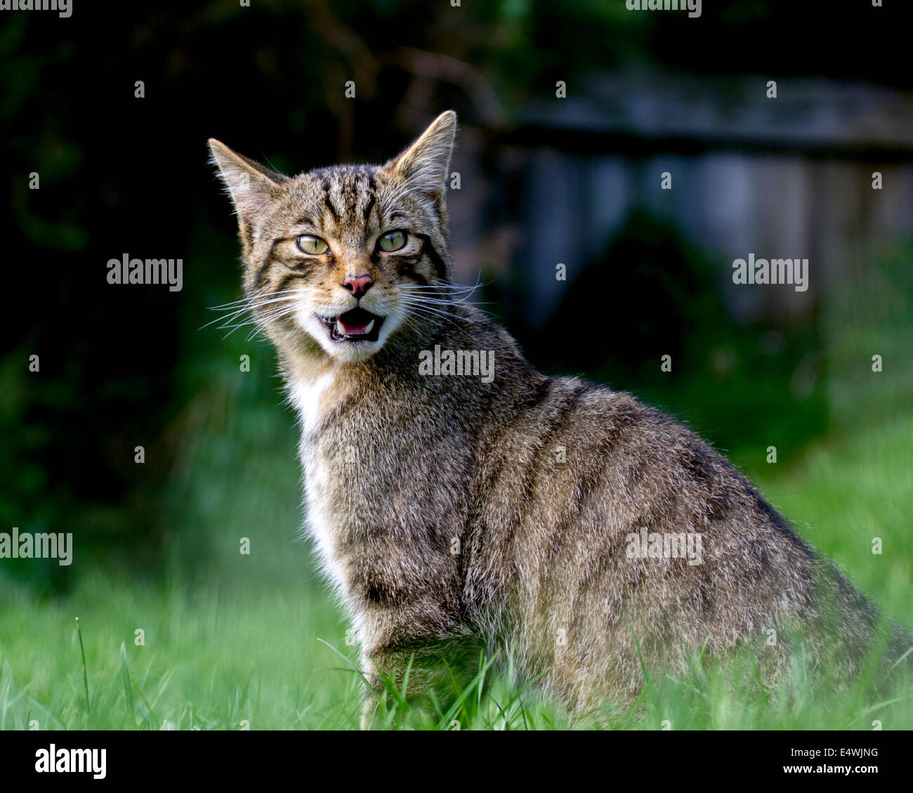 Scottish wildcat (Felis silvestris silvestris) : un petit chat menacées d'extinction, avec seulement environ 100 à l'état sauvage Banque D'Images