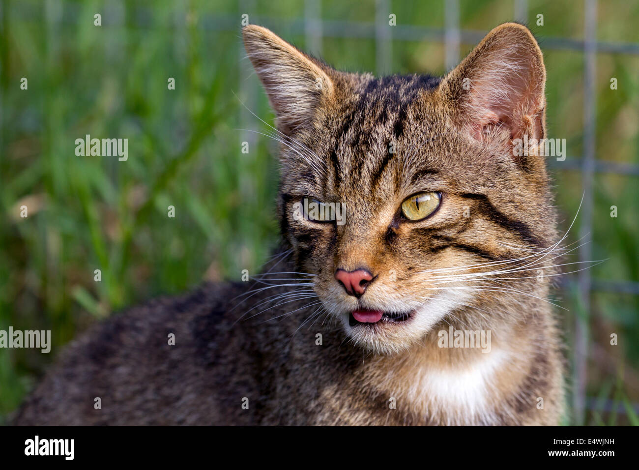 Scottish wildcat (Felis silvestris silvestris) : un petit chat menacées d'extinction, avec seulement environ 100 à l'état sauvage Banque D'Images