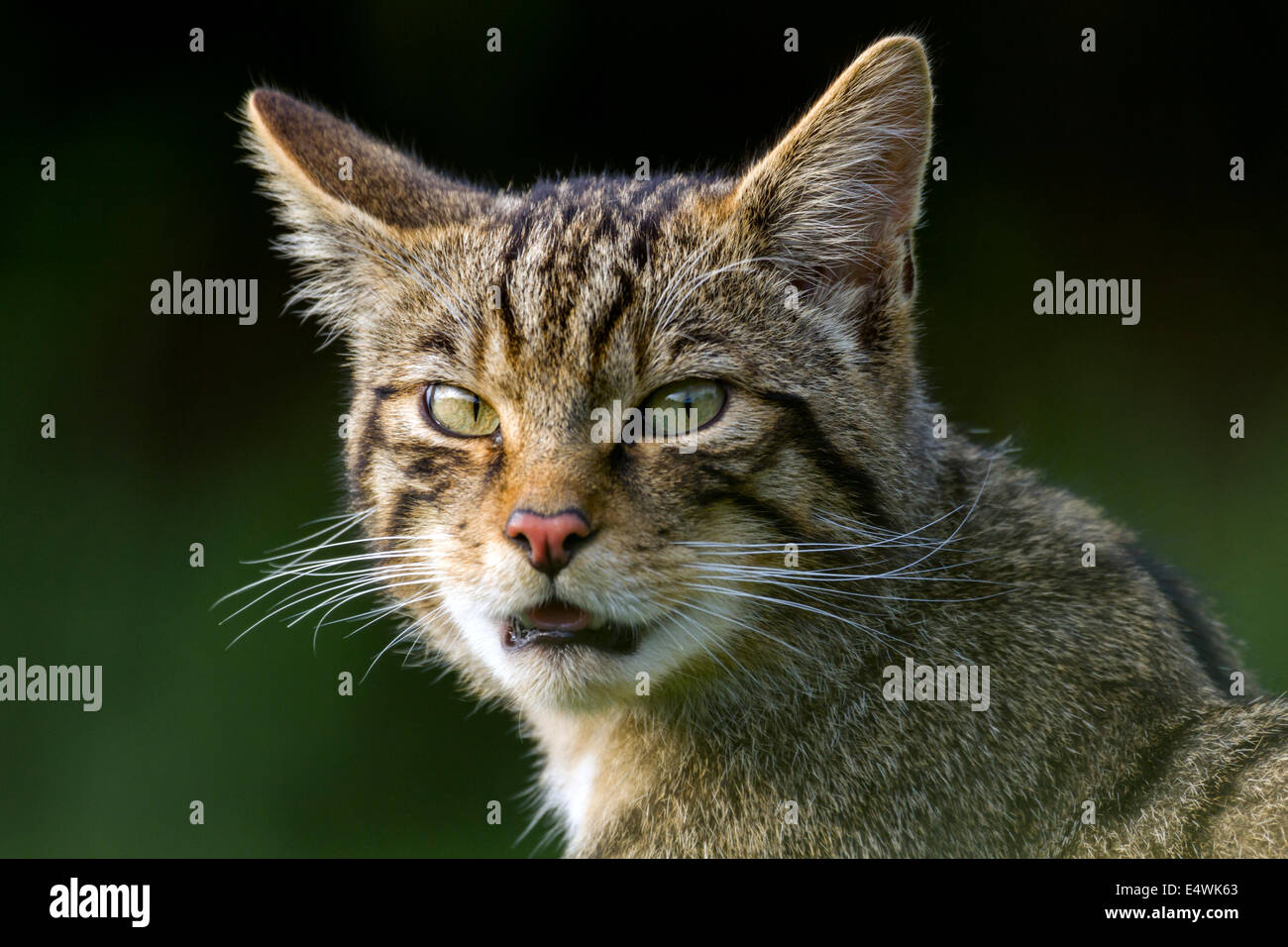 Scottish wildcat (Felis silvestris silvestris) : un petit chat menacées d'extinction, avec seulement environ 100 à l'état sauvage Banque D'Images