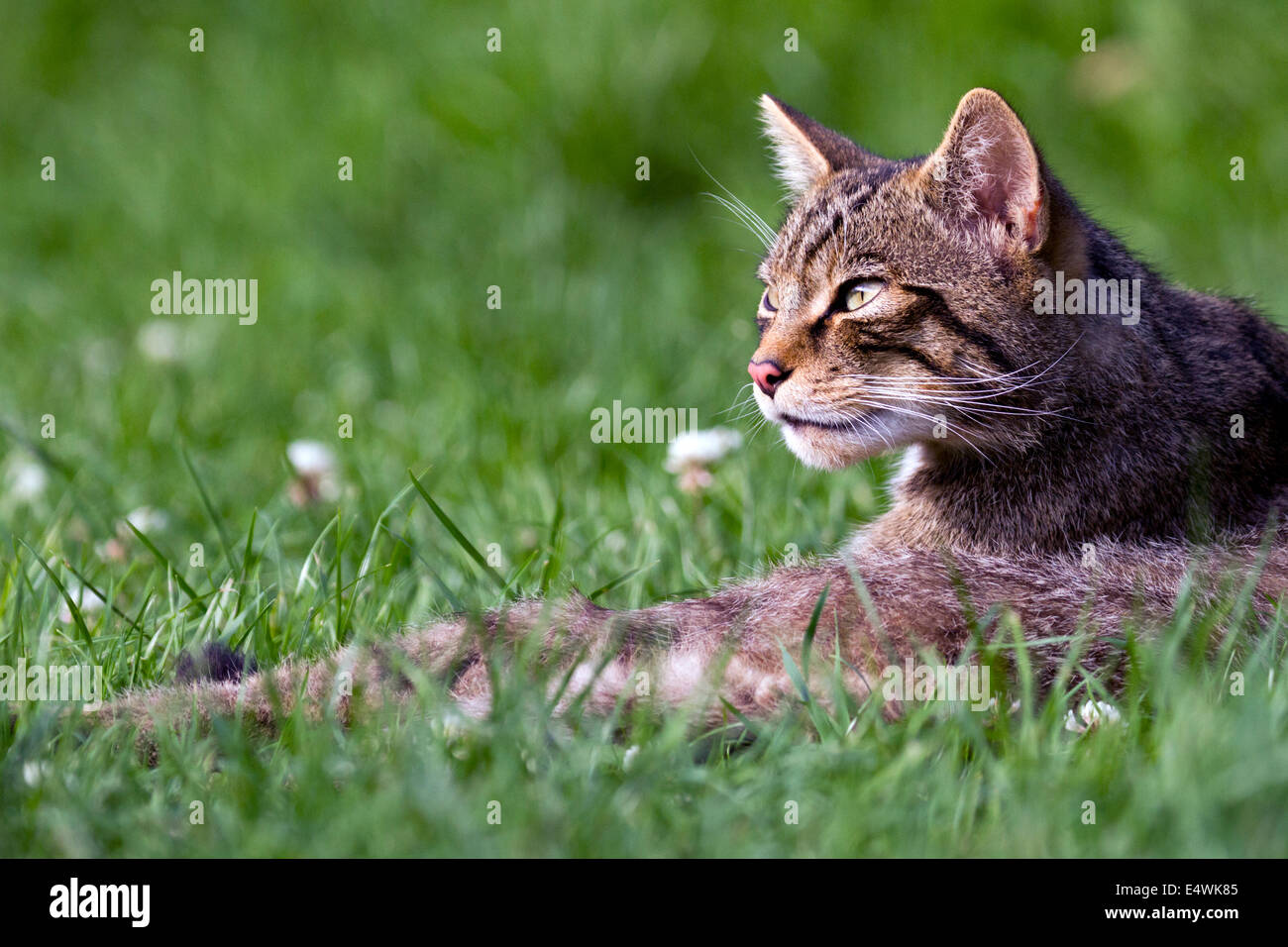 Scottish wildcat (Felis silvestris silvestris) : un petit chat menacées d'extinction, avec seulement environ 100 à l'état sauvage Banque D'Images
