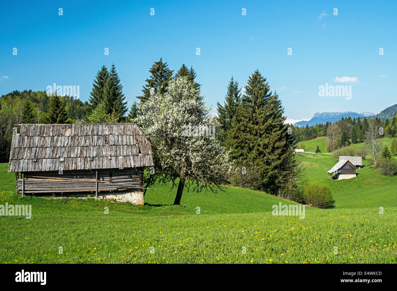 Des fleurs des champs et arbres cabanes de bois dans les Alpes slovènes Banque D'Images