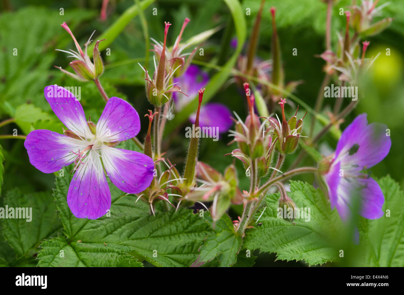 Cransbill - Geranium sylvaticum bois Banque D'Images