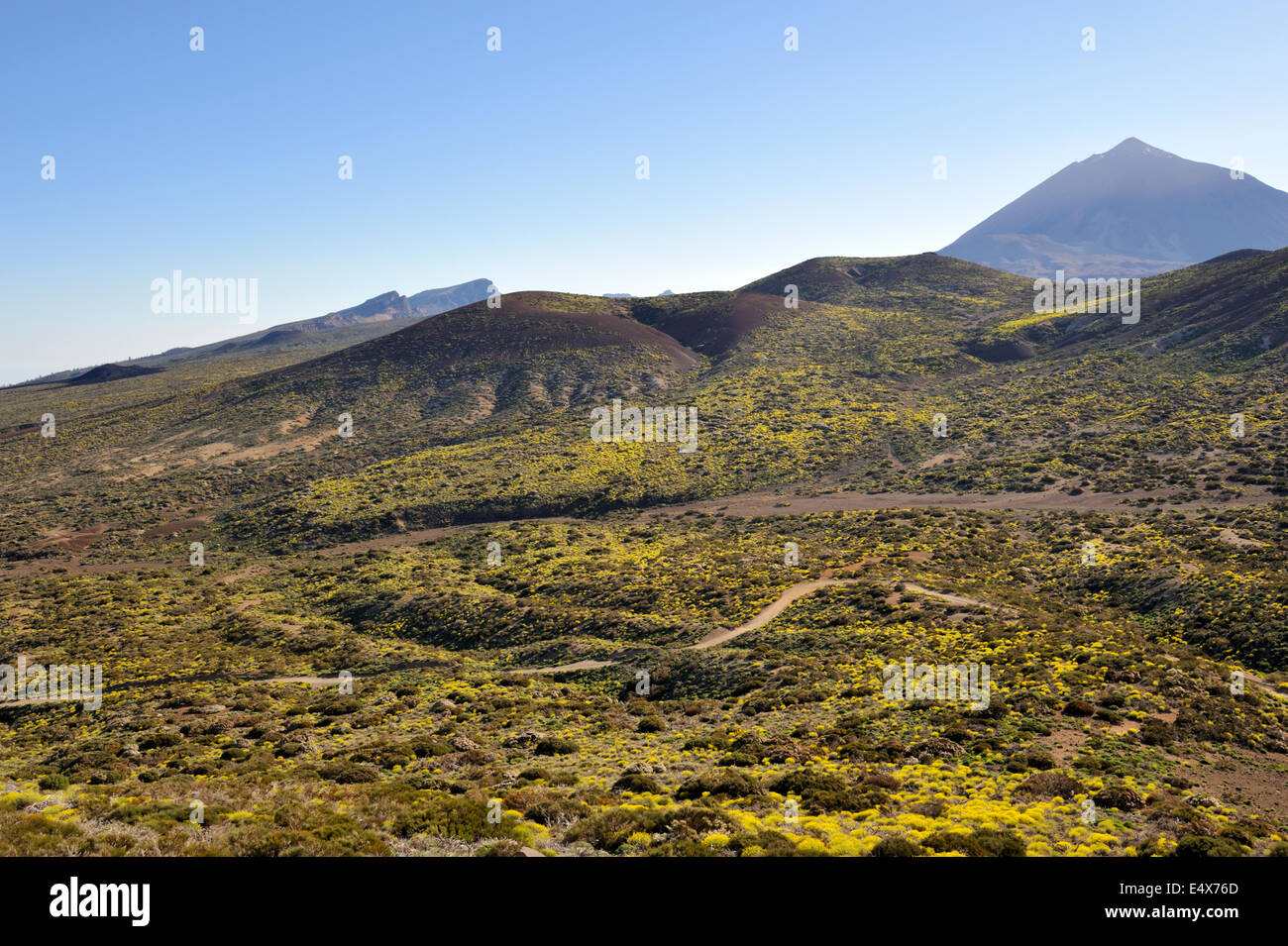Printemps fleurs sauvages sur sols volcaniques avec le Mont Teide en distance, Tenerife Banque D'Images