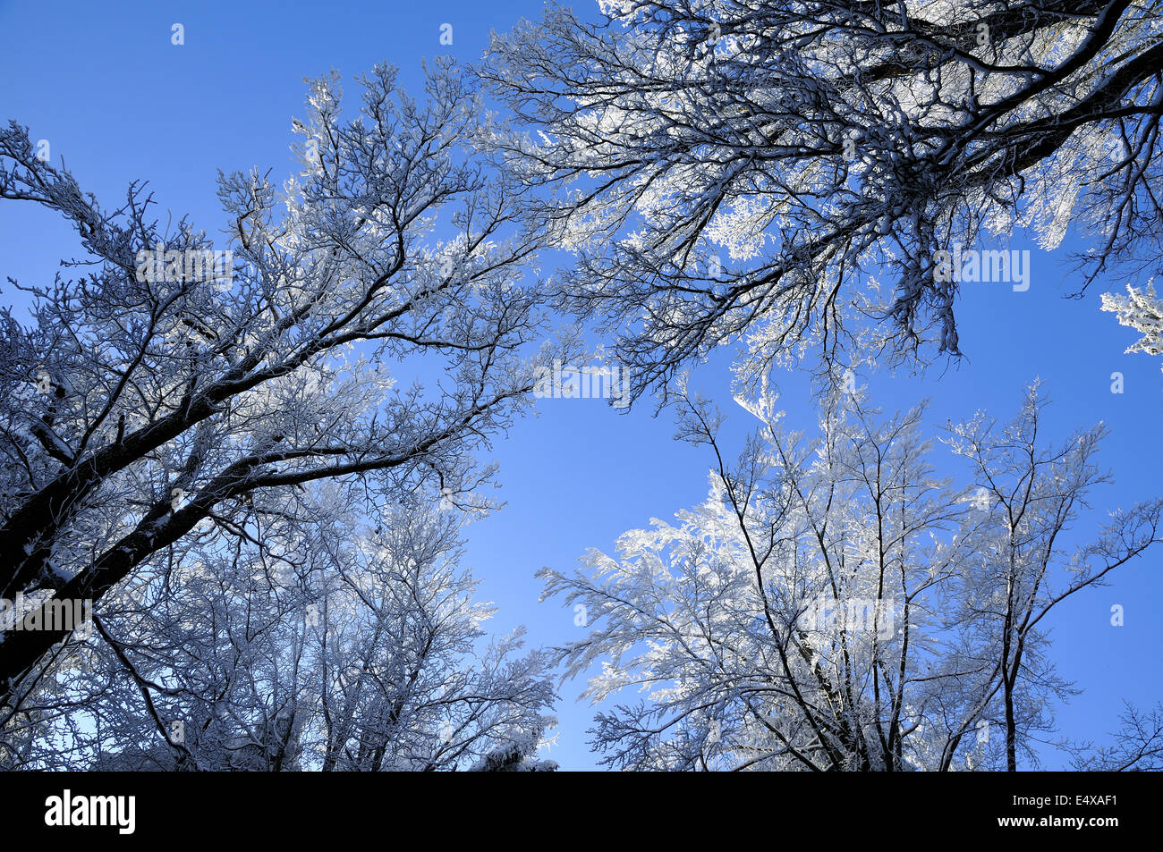 L'hiver Banque D'Images