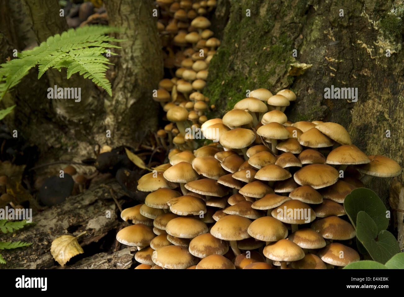 Grand groupe de champignons d'automne Banque D'Images
