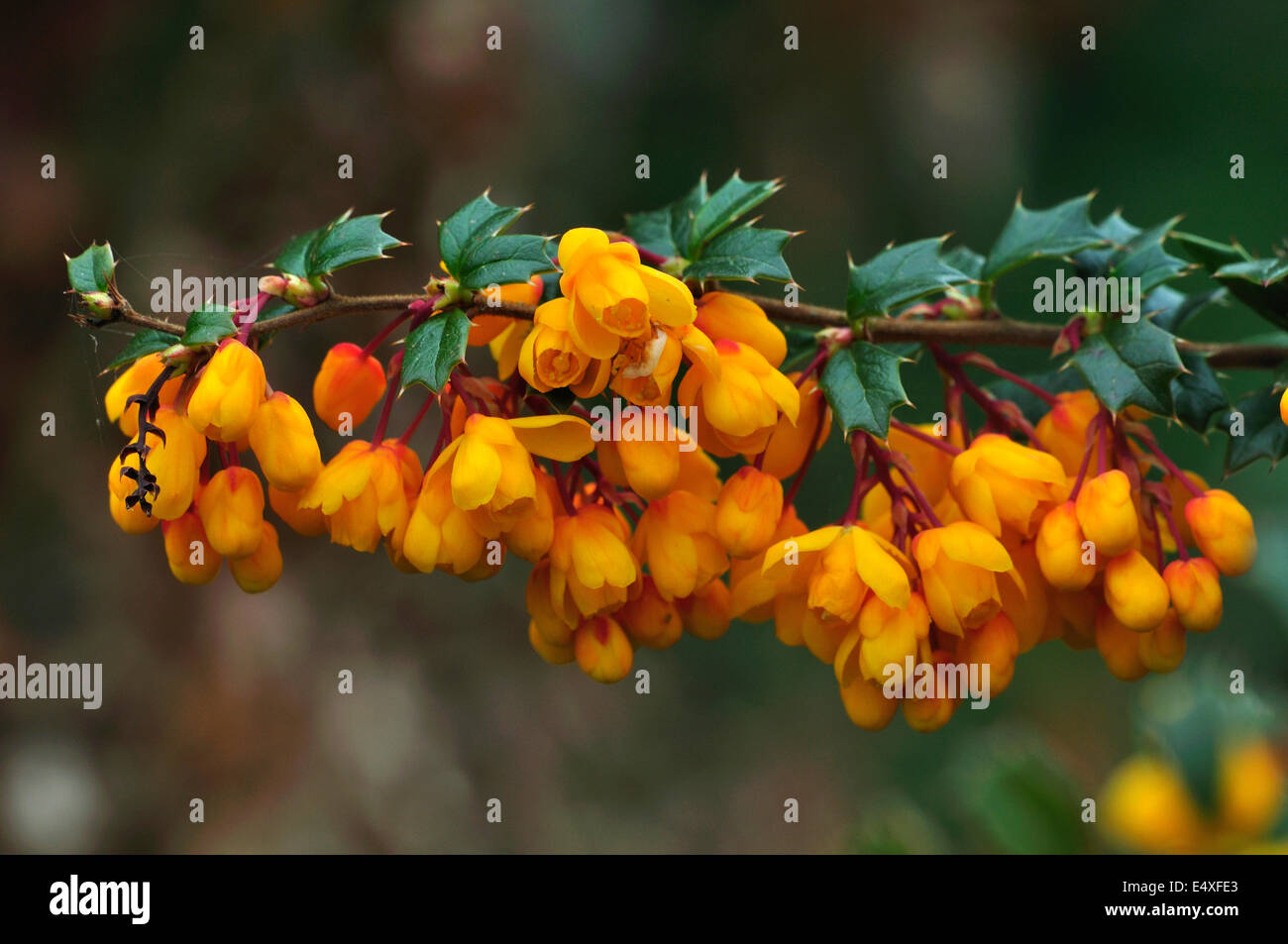 Berberis darwinii orange vif, un fleurissement shurb UK Banque D'Images