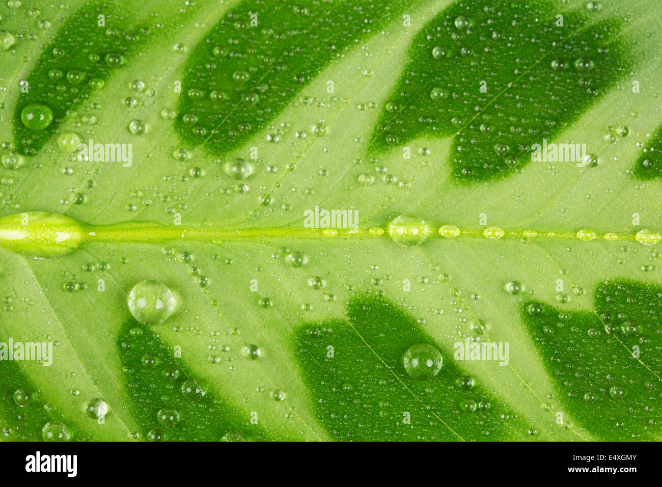 Feuille verte et la goutte d'eau Banque D'Images