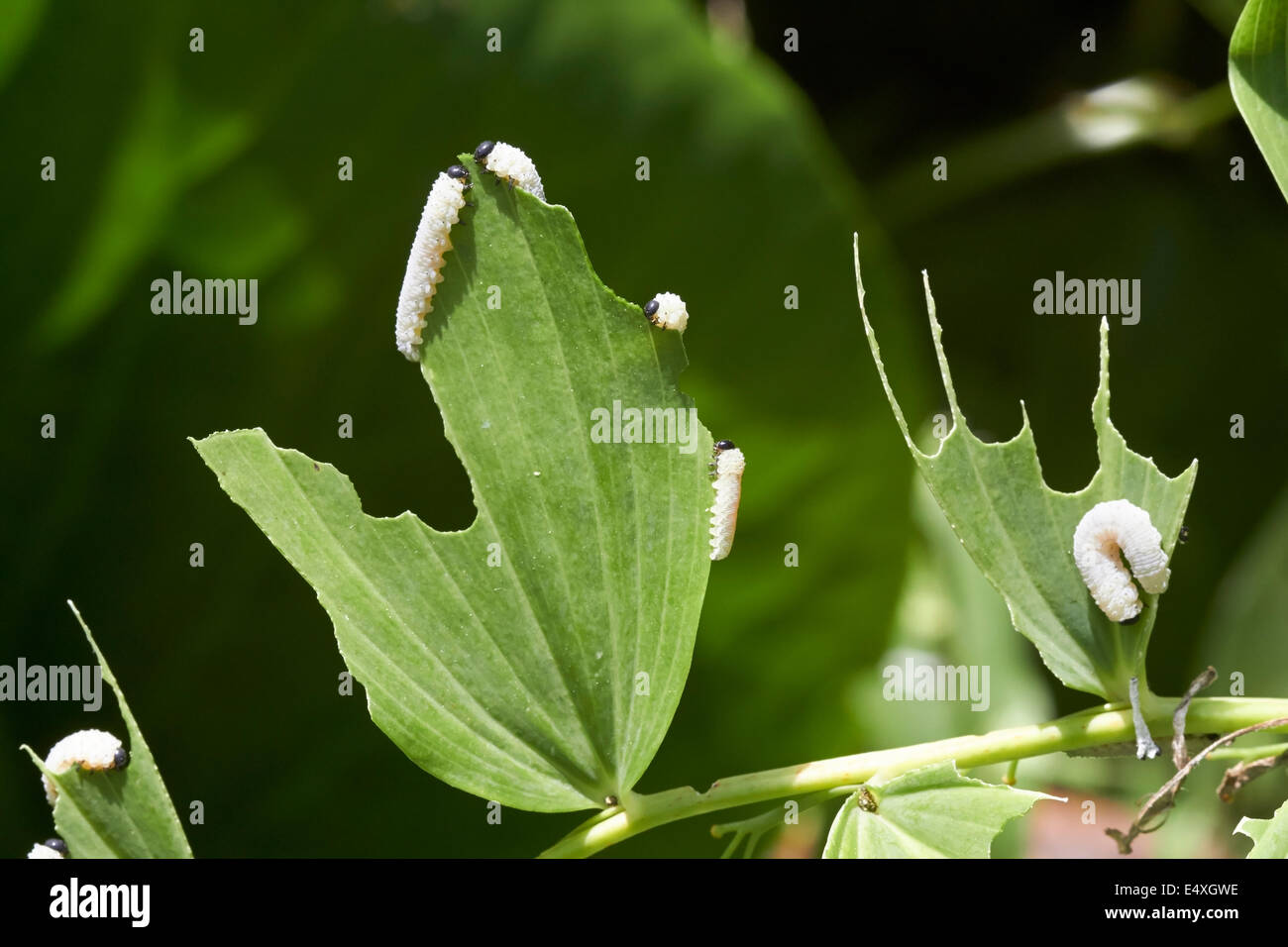 Phymatocera aterrima Polygonatum odoratum leaf manger des larves Banque D'Images