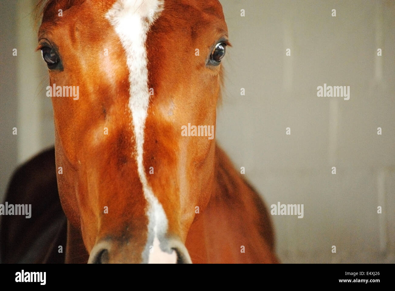 Tête de cheval marron avec une bande blanche sur le côté gauche avec un mur de brique gris clair à l'arrière-plan Banque D'Images