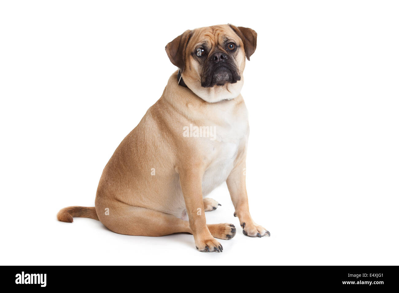 Beau chien Banque D'Images