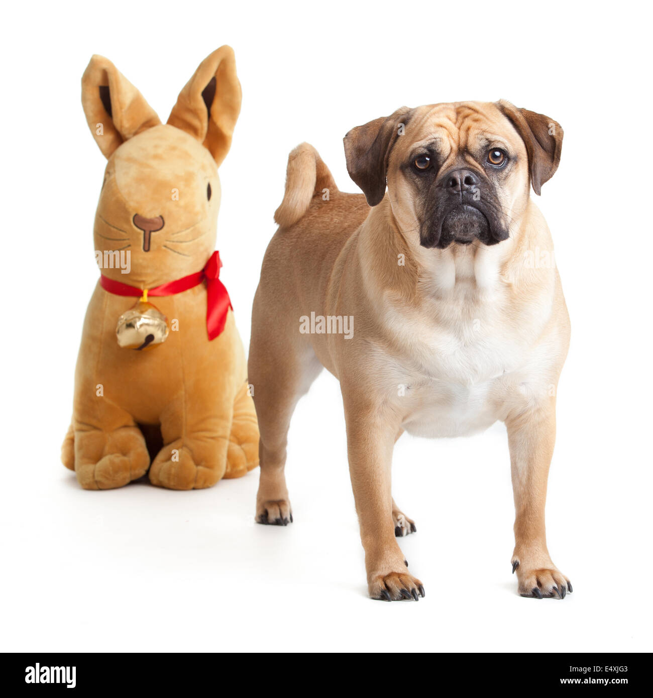 Beau chien Banque D'Images