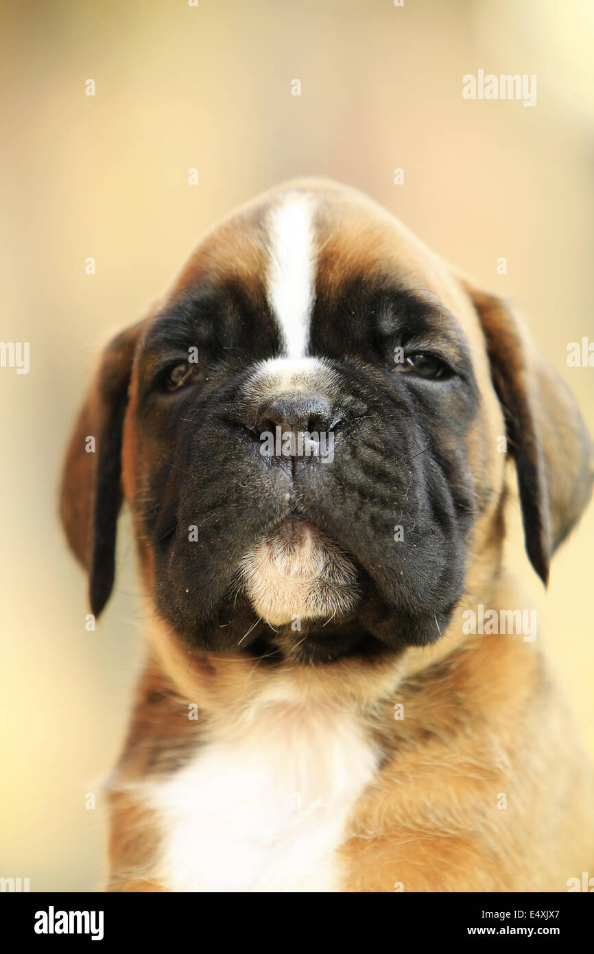 Un boxer dog puppy, portrait Banque D'Images