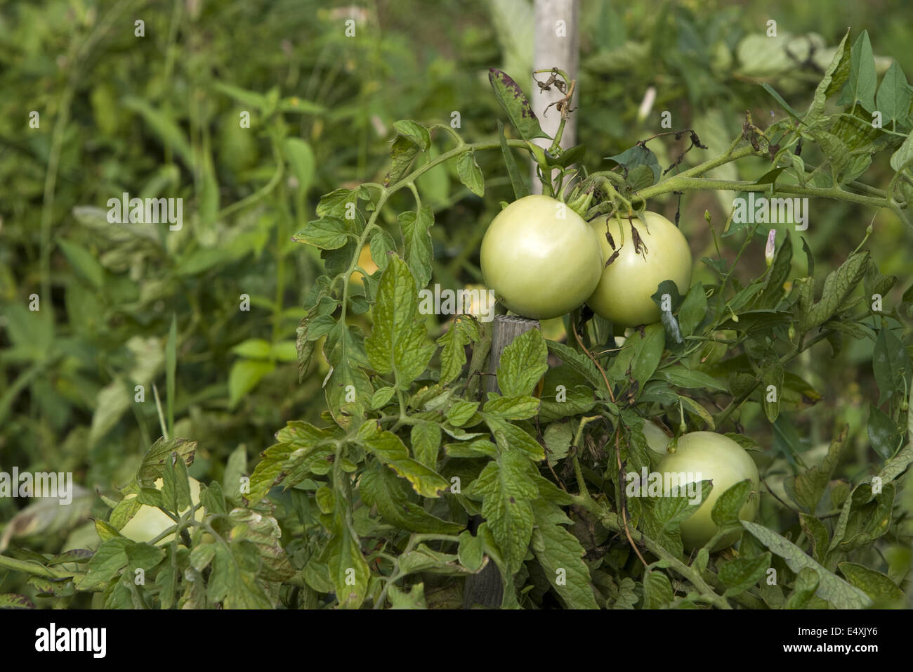 tomates vertes Banque D'Images