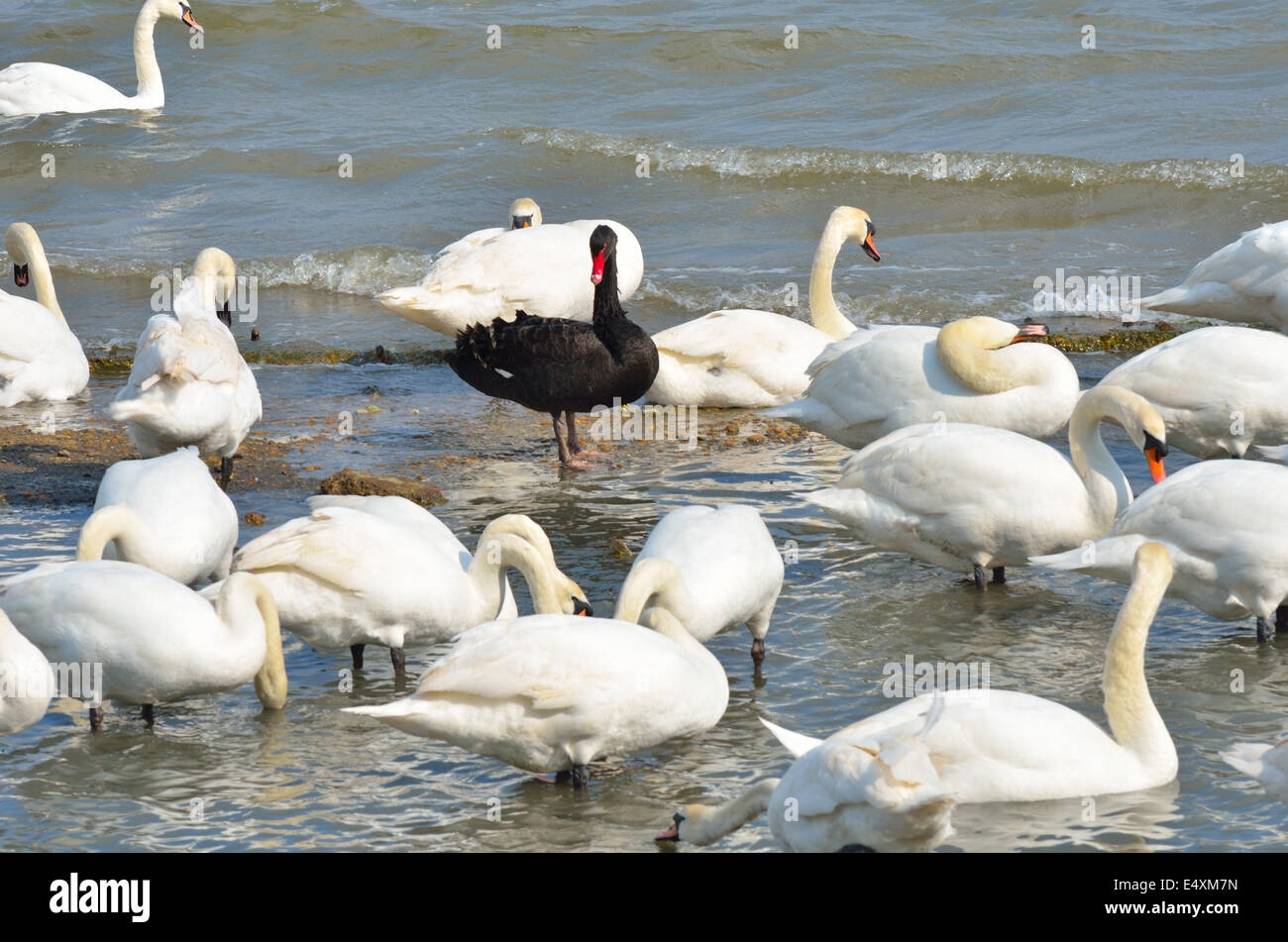 Se tenir dehors Black Swan Banque D'Images