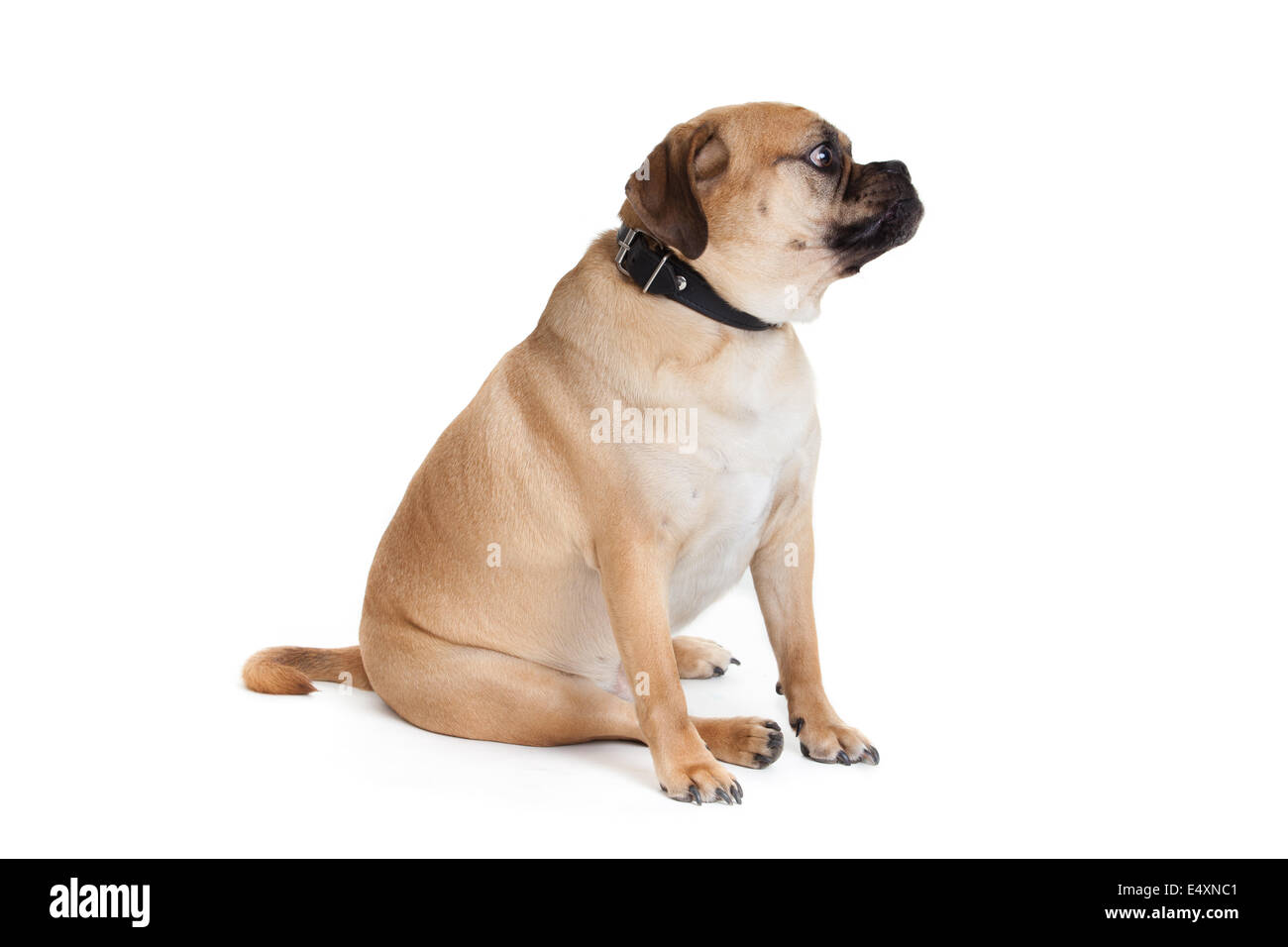 Beau chien Banque D'Images