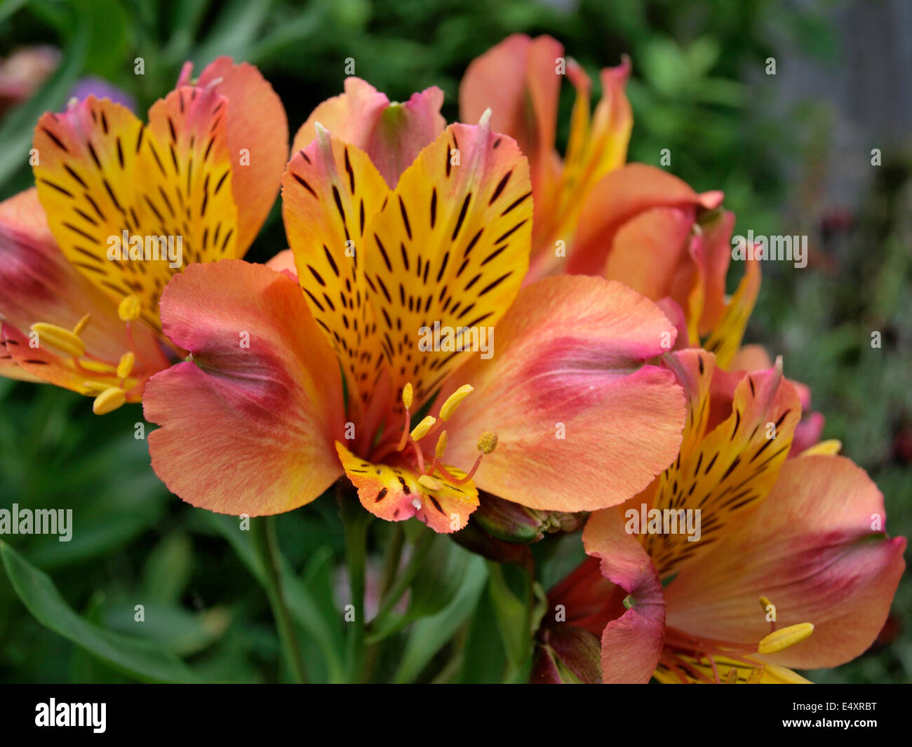 Lily péruvienne (l'Alstroemeria aurea) Banque D'Images