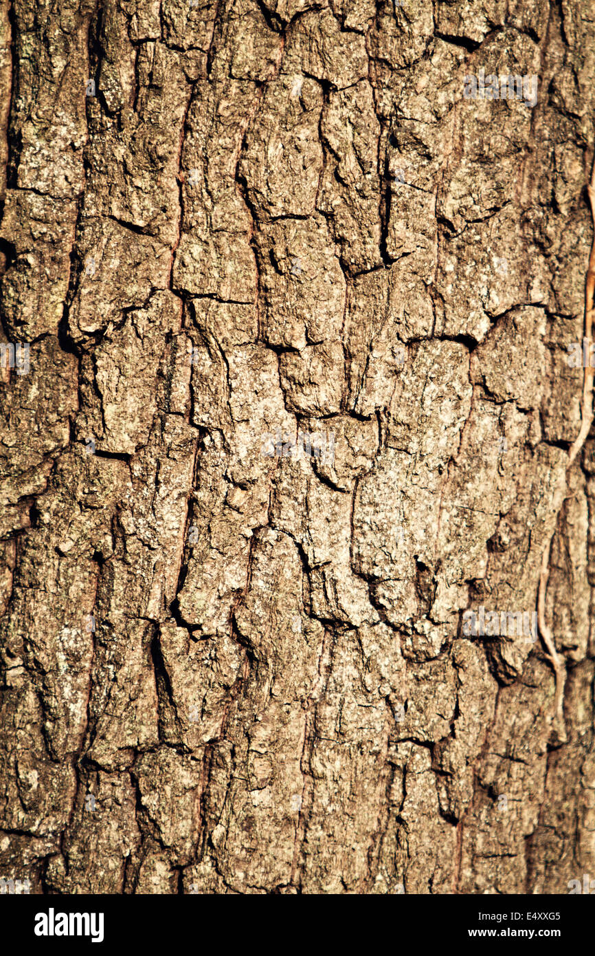 texture de l’écorce Banque D'Images