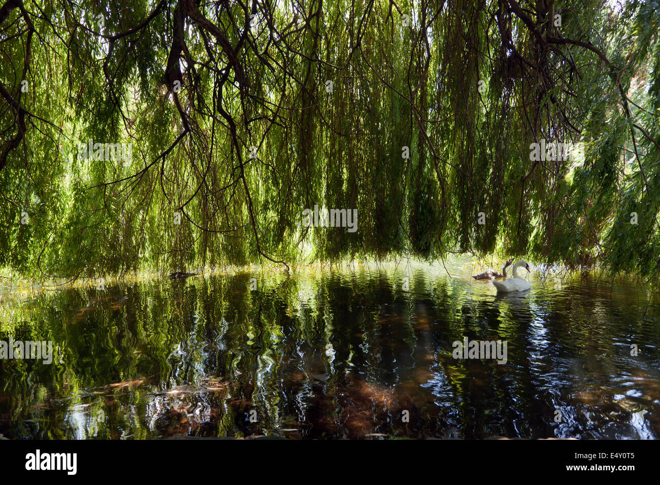 Willow Tree surplombant le lac de St James's Park, Banque D'Images
