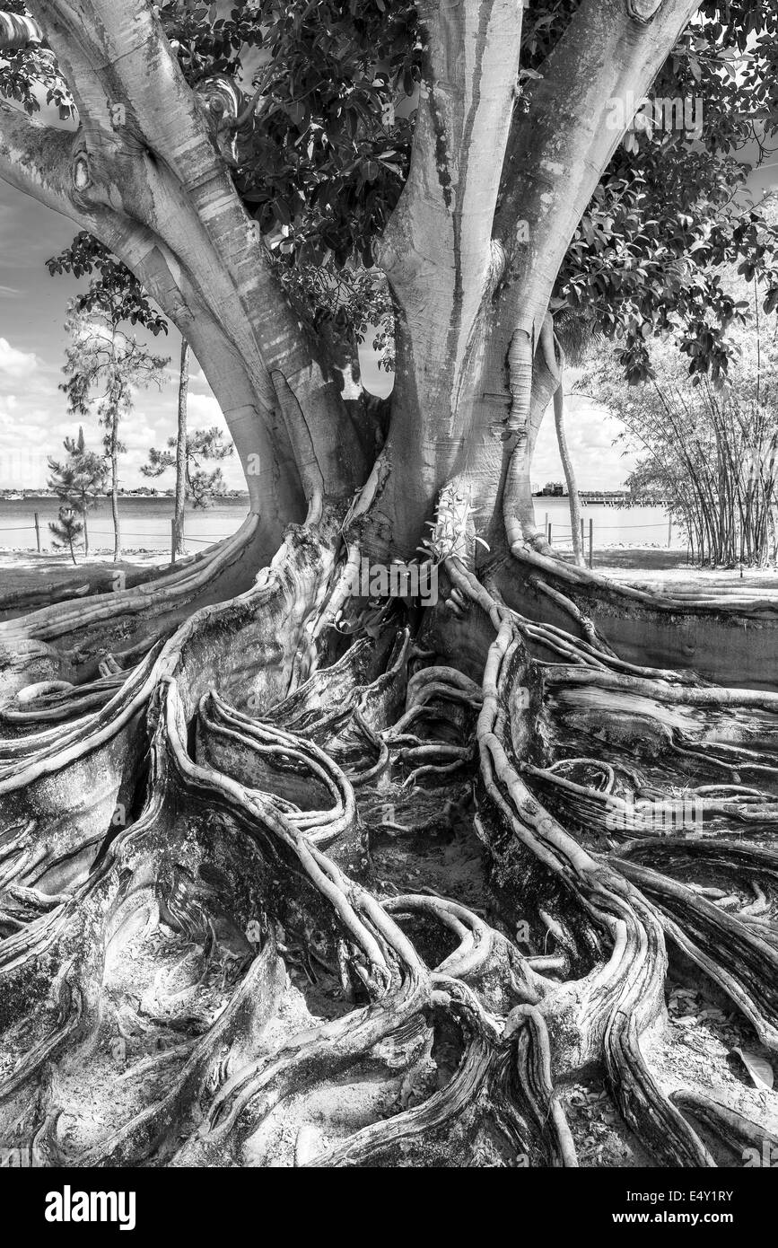 Une image en noir et blanc d'un 'arbre de banian' à l'Edison & Ford Winter Estates, Fort Myers, sud-ouest de la Floride, aux États-Unis. Banque D'Images