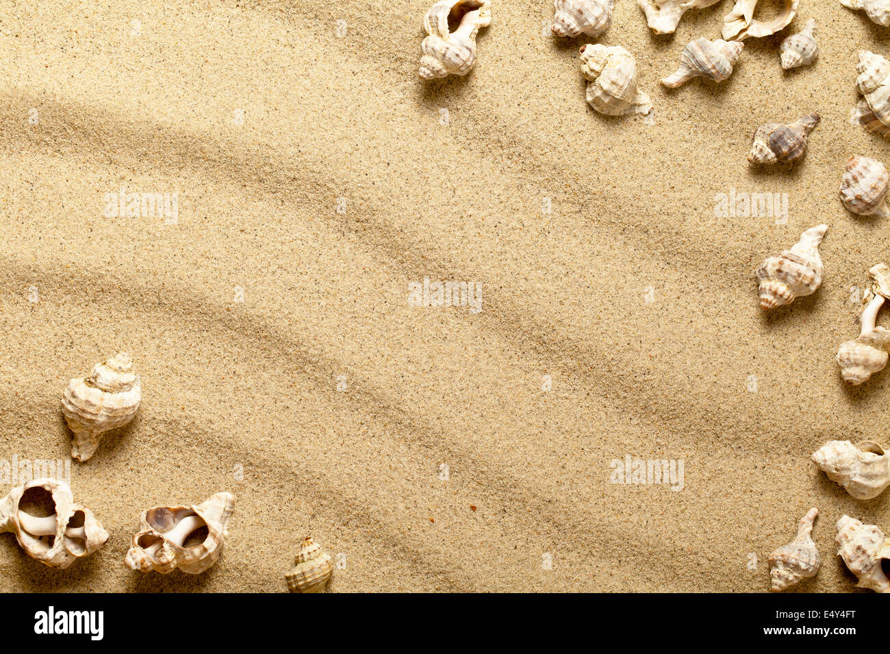 Coquillages sur le sable Banque D'Images