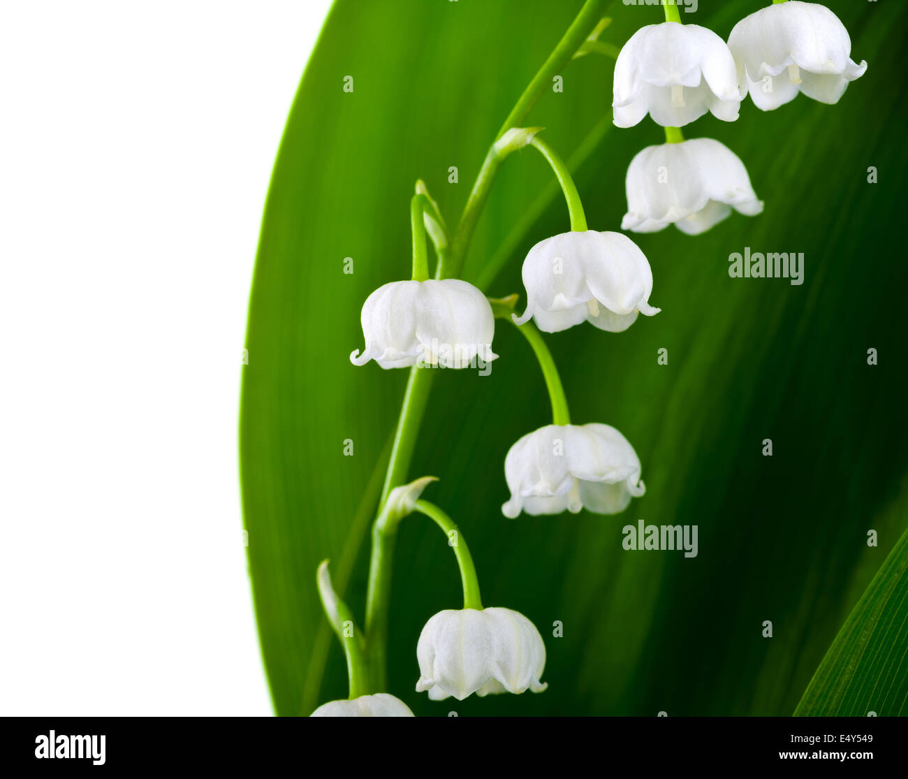 Le Muguet Banque D'Images