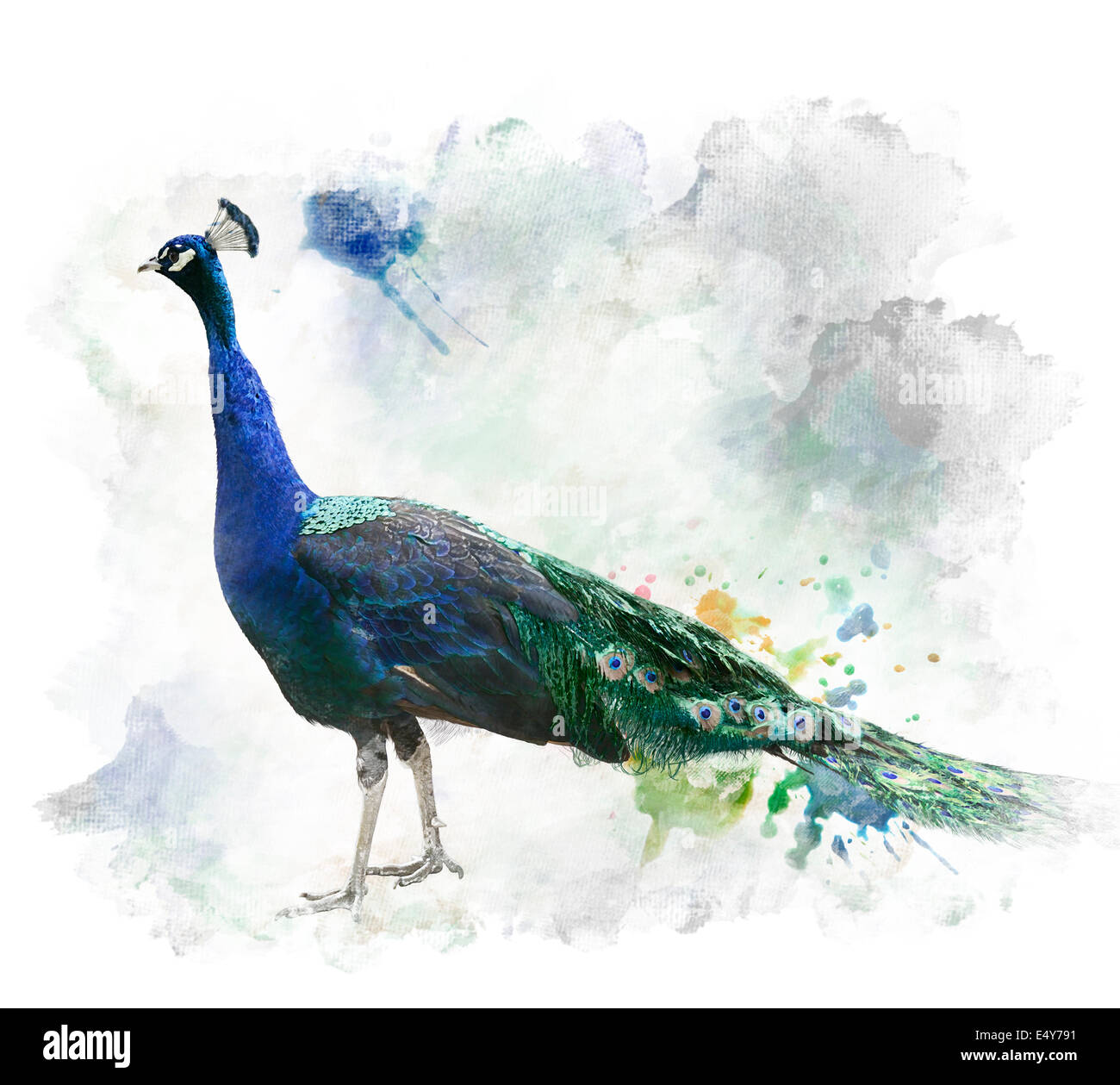 Aquarelle peinture digitale de Peacock Banque D'Images