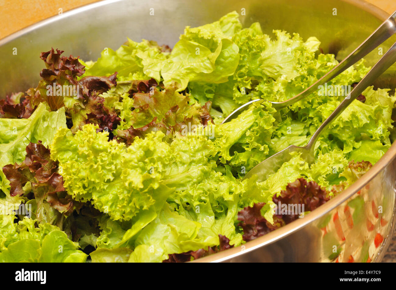 Lollo rosso Banque D'Images Lollo rosso Banque D'Images