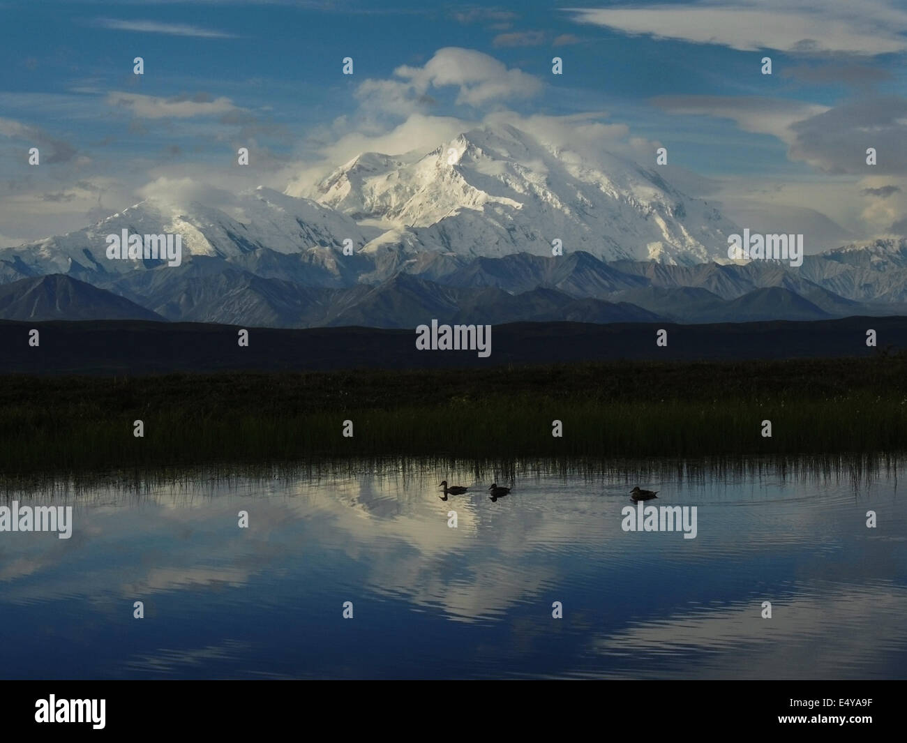Les 20 320 pieds de sommet du Mont McKinley et la chaîne de l'Alaska représentent dans un trou électrique étang, un terrain fertile pour les wate Banque D'Images