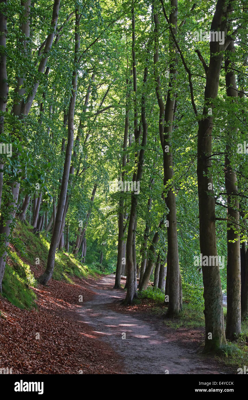 Forêt de hêtres Rugia Allemagne Banque D'Images