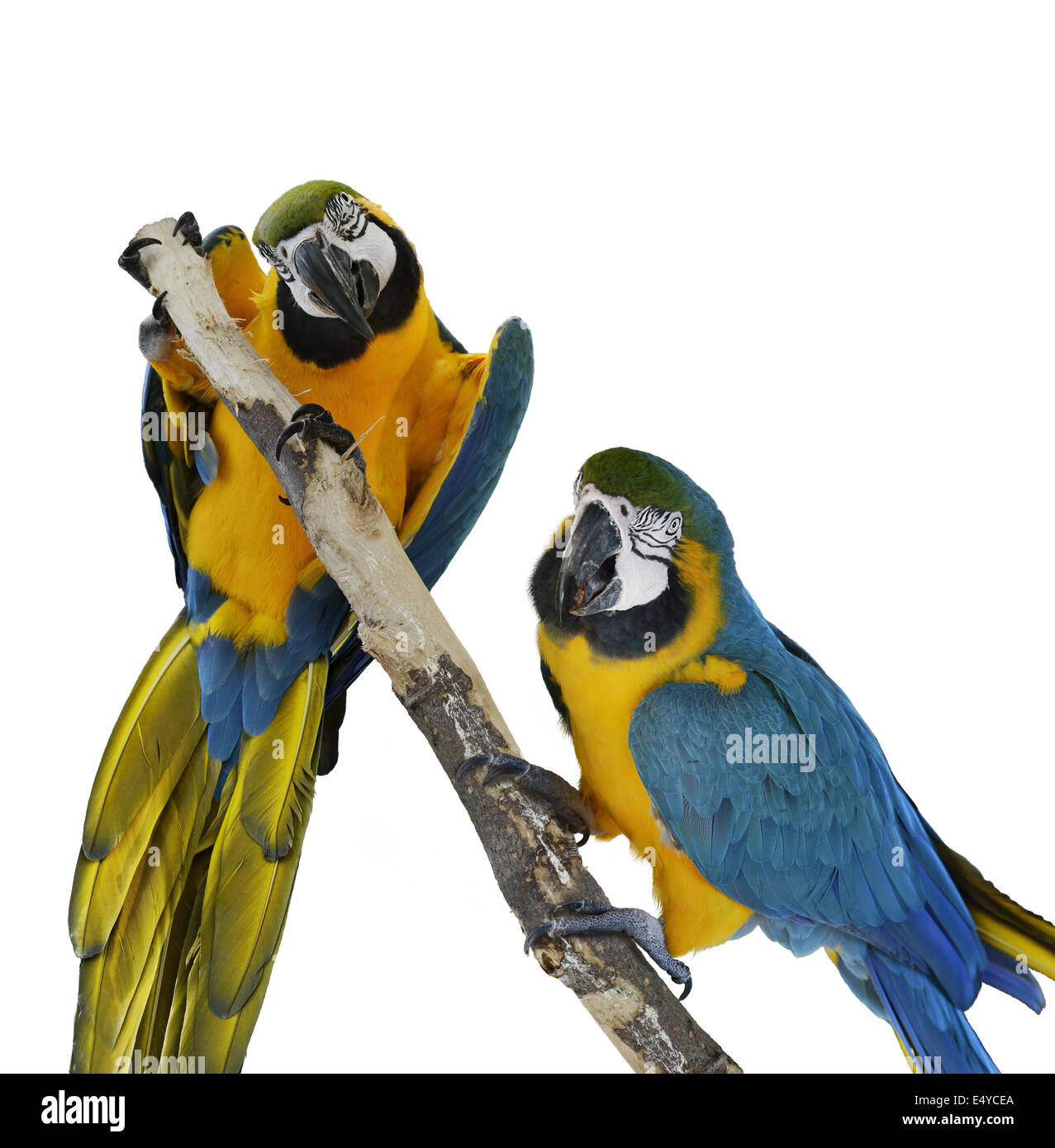Perroquets Ara bleu Banque D'Images