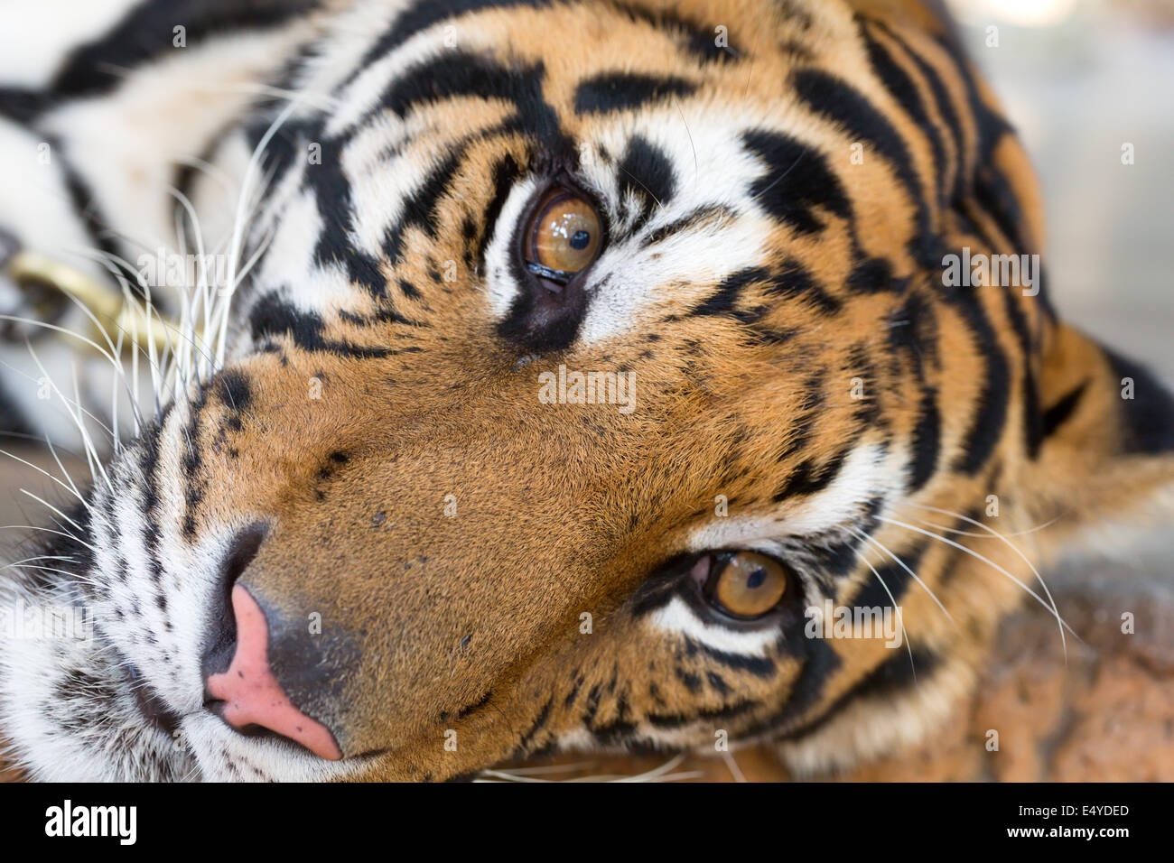 Faire face à des profils tiger Banque D'Images