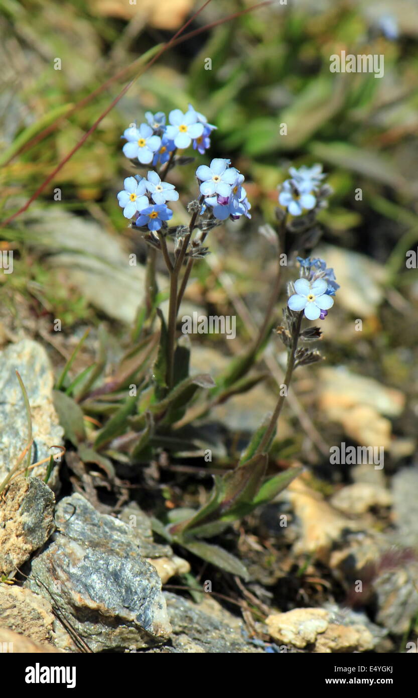 Blue forget-me-not fleurs (Myosotis) Banque D'Images