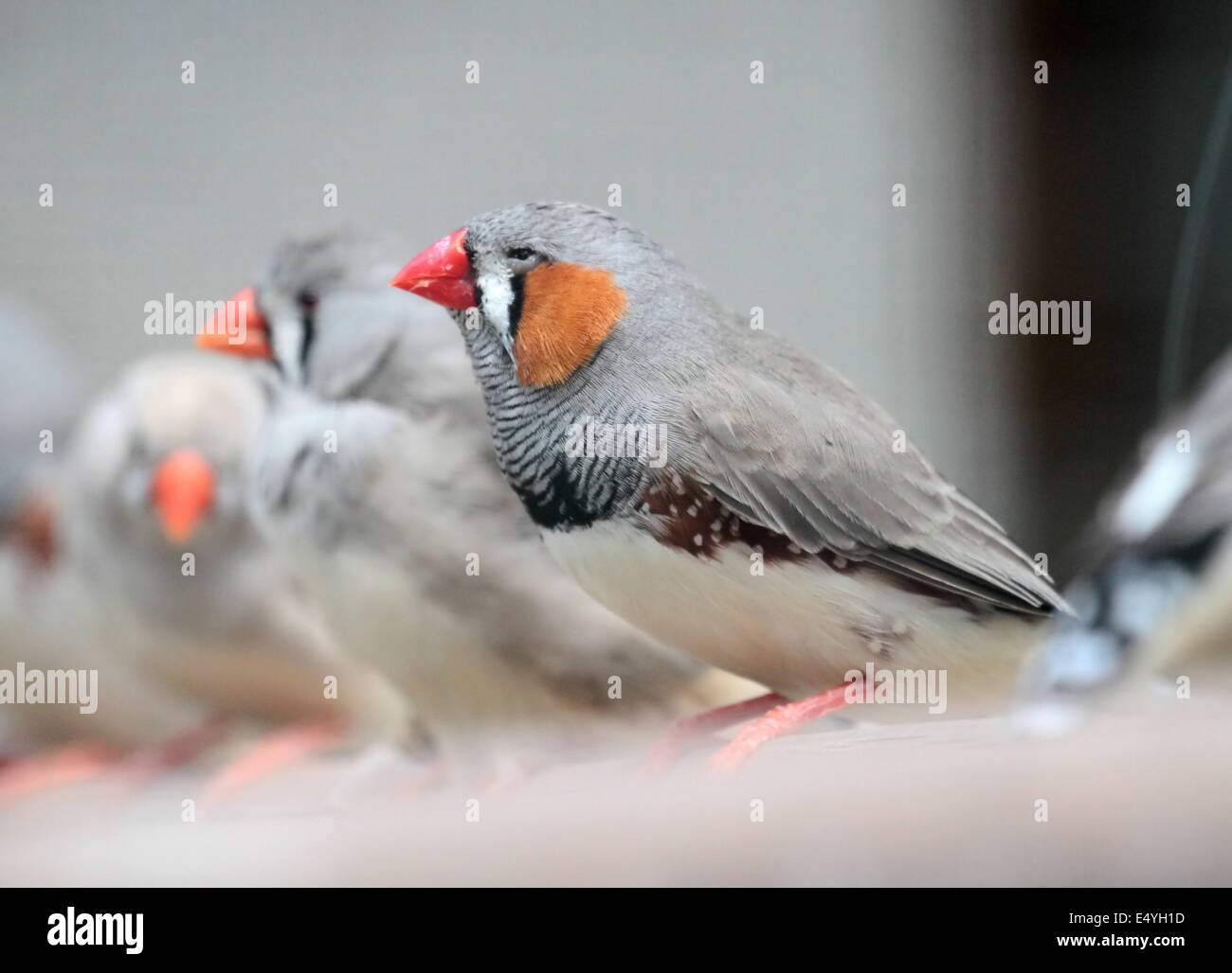 Zebra finch oiseaux Banque D'Images