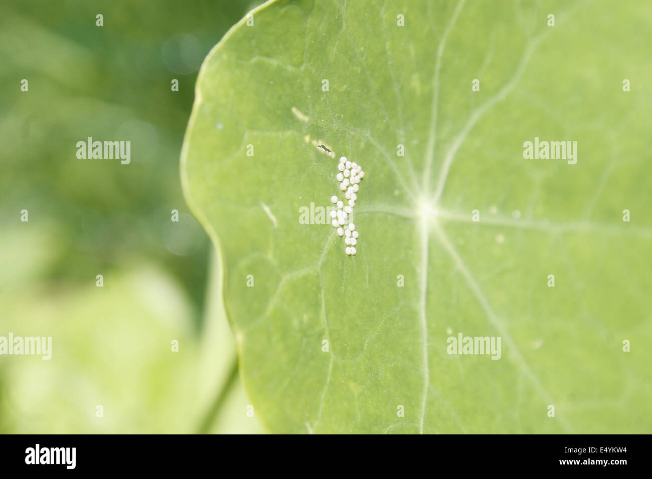 Les oeufs sur des feuilles de capucine Tropaeolum majus Banque D'Images