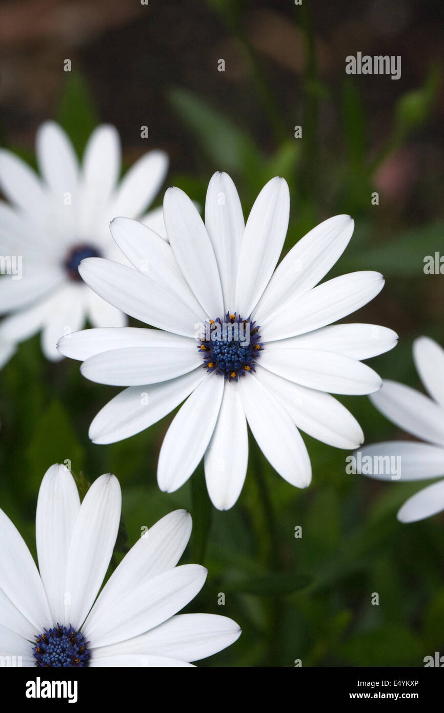 Osteospermum ecklonis 'Sky et de glace' fleur dans le jardin. Cape daisy. Daisy africains. Banque D'Images Osteospermum ecklonis 'Sky et de glace' fleur dans le jardin. Cape daisy. Daisy africains. Banque D'Images