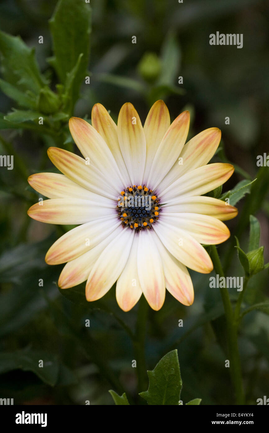 Osteospermum simple fleur dans le jardin. Cape daisy. Daisy africains. Banque D'Images Osteospermum simple fleur dans le jardin. Cape daisy. Daisy africains. Banque D'Images