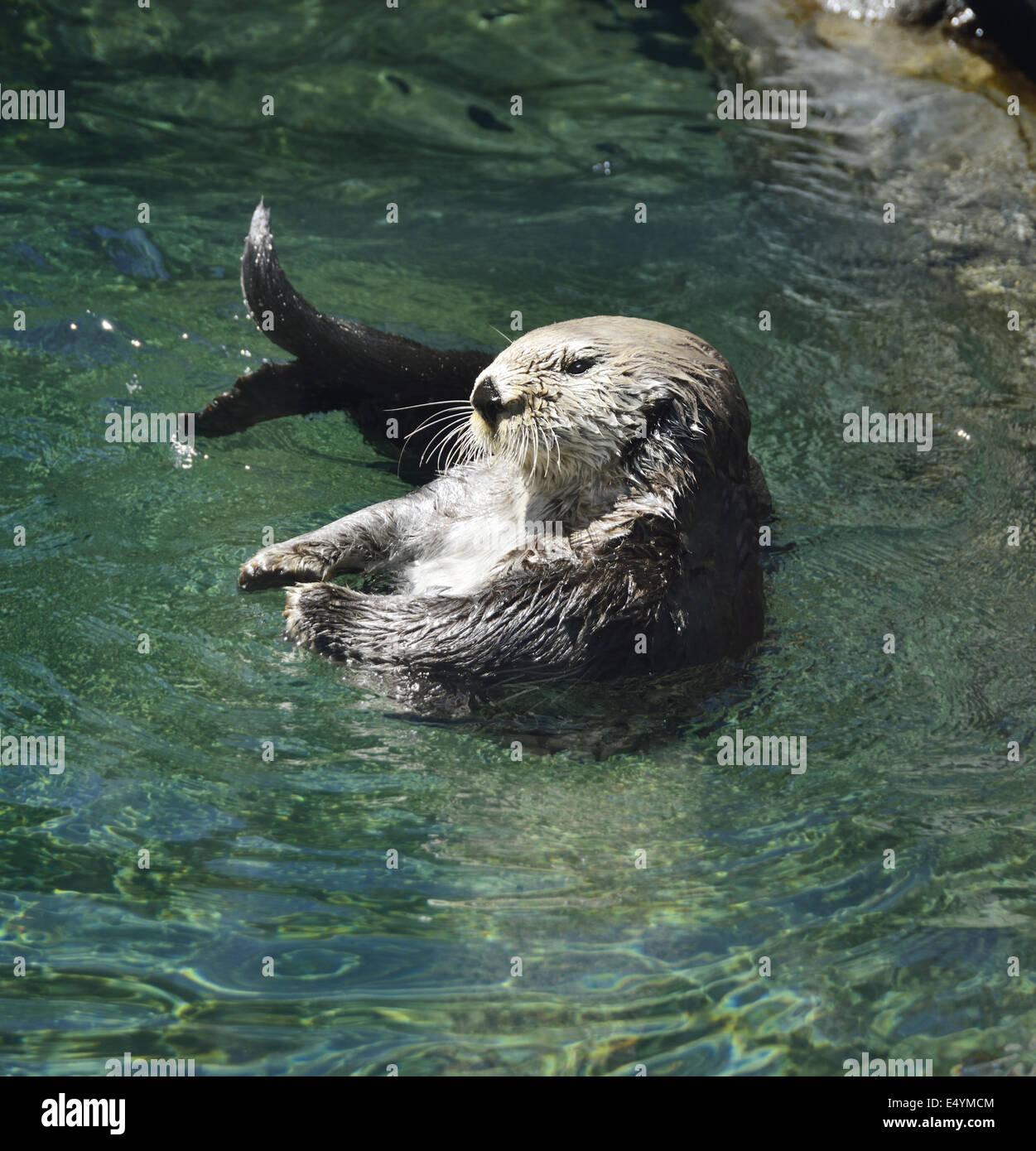 Loutre de mer sauvage Banque D'Images
