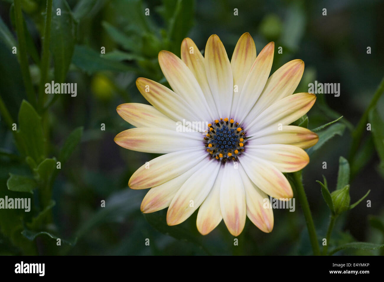 Osteospermum simple fleur dans le jardin. Cape daisy. Daisy africains. Banque D'Images