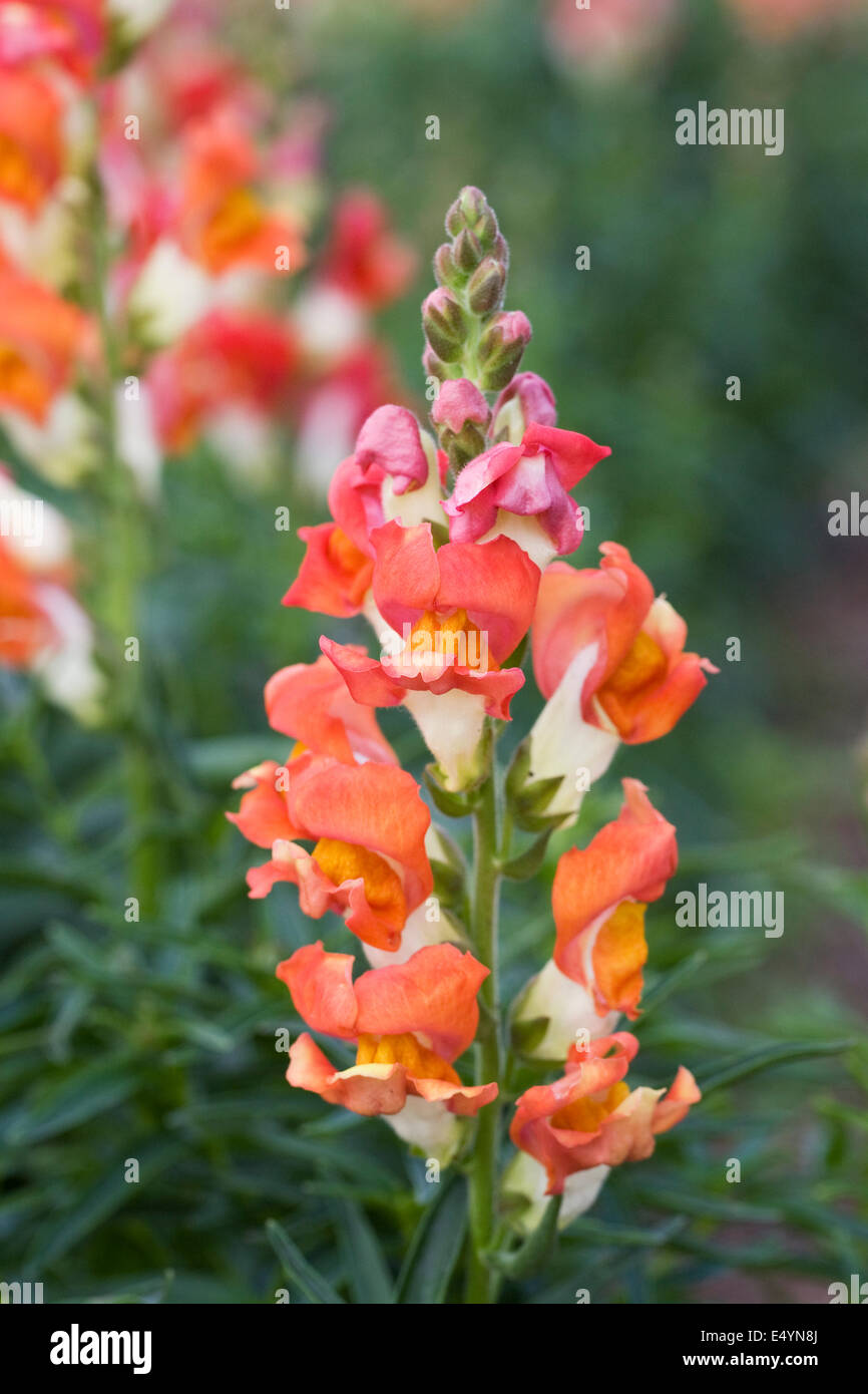 Antirrhinum majus 'Rembrandt'. Muflier de plus en la frontière. Banque D'Images