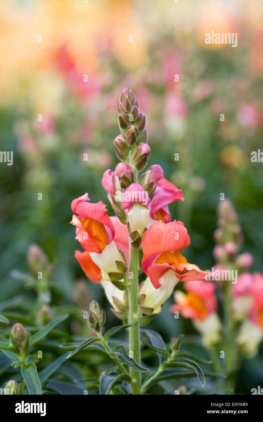 Antirrhinum majus 'Rembrandt'. Muflier de plus en la frontière. Banque D'Images