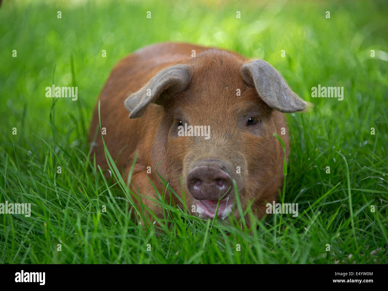 Oxford Sandy et cochons noirs,conservé au pays pour leur viande pour l'alimentation, ces rares-porcs reproducteurs proviennent d'Oxfordshire.une ferme Royaume-uni Banque D'Images